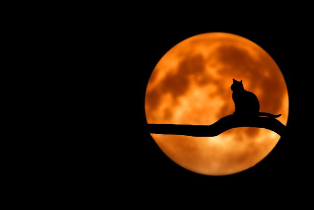 A cat sitting on a branch, silhouetted in front of a red-tinted full moon